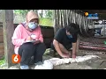 Download Lagu KOBAR - BRIN MEMBANTU PENGEMBANGAN USAHA PERAJIN KULIT ULAR