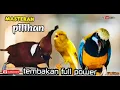 Download Lagu MASTERAN PILIHAN  TEMBAKAN FULL POWER cililin vs kenari vs cungkok