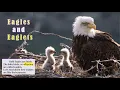 Eagles and Eaglets