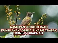 Download Lagu Cucak Jenggot MASTERAN ISIAN KUNTILANAK,GEREJA \u0026 KAPAS TEMBAK