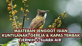 cucak jenggot masteran isian kuntilanak gereja u0026 kapas tembak