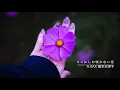 kokonishikasakanai hana(kobukuro)/shizuko wakimoto【ここにしか咲かない花】コブクロ A.sax二重奏 脇本志津子