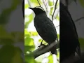 Burung Anis Siberia (Geokichla sibirica)