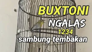 Download COBA AJA ‼️ putar buat pancingan pleci buxtoni Mu biar cepat nembak | pancingan pleci Bustomi MP3