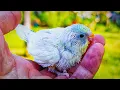 Download Lagu Ik heb een GLAZEN KOOI gebouwd in een GROTE vogelkooi! 🐦🏠