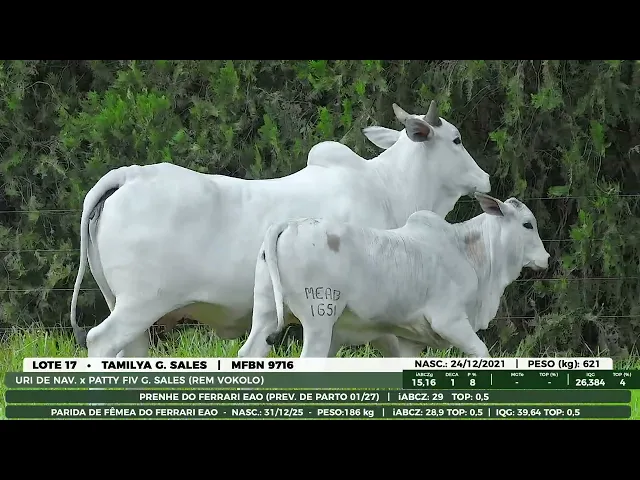 Matriz Nelore MFBN-9716
