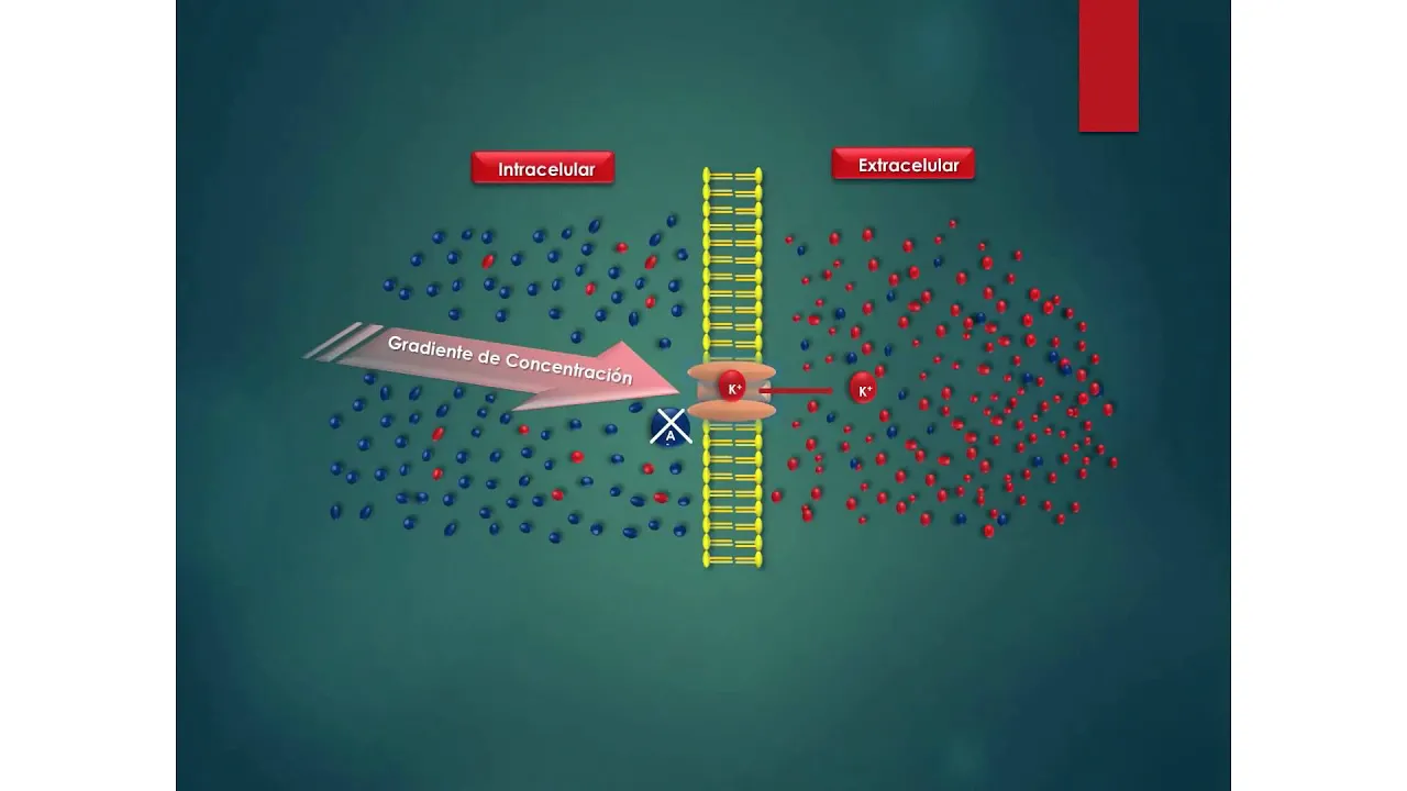Potencial de equilibrio electroquímico - Fisiología Humana - Facultad de Medicina