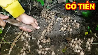 Nấm mối thiên nhiên,vào rừng kiếm tiền từ nhổ nấm mối