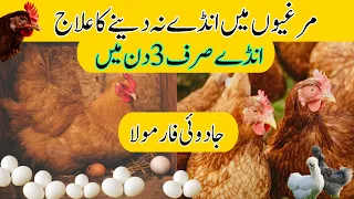 murgi anda na de to kya karen how to enhance hens eggs production by voa