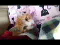 ん？ねこじた？