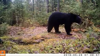 Minocqua Trail Cam May June 2019