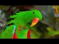 Colorful Birds & Nature Sounds in 4K | Beautiful Bird Songs and Stunning Feathers
