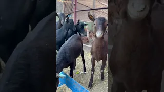 الحمد لله الجديات والجديان كبروا بصحة مزيانة وتطورهم كيبان لينا كل نهار Ana Oksibti ماعز 