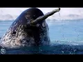 Lagu NARWHAL ─ The Jedi of The Sea! Narwhal vs Orcas, Polar Bears and Humans