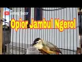Download Lagu Opior Jambul Gacor Isian Pancingan Bikin Burung Prenjak Daun Lombok Cepat Gacor