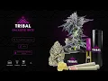 Galactic Rntz Cannabis Strain