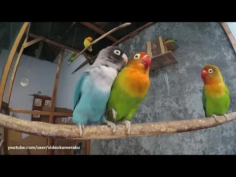 Download MP3 1 Hour Lovebird Sounds - February 17 2019 - Part 1