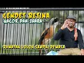 Burung Cendet Betina Apakah Bisa Gacor Dan Juara Lomba