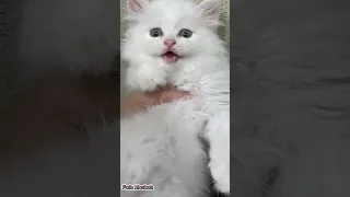 صوت قطه صغيره كيوت Baby Kitten 