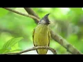 🎹 Relax with Piano, Bird Singing & Rain Sounds - Ideal for Restful Sleep & Mindfulness 🌿🕊️🌼