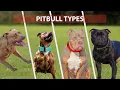 Types of PITBULL Breeds that are Popular Today Pitbull Types 2021