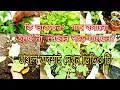 Download Lagu আপনার কি মনে হচ্ছে?  বীজ বসাতে দেরি হয়ে যাচ্ছে। তাড়াহুড়ো করছেন?তাহলে ভিডিও টি দেখুন #roofgarden 