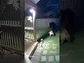 Security Cam Footage: Dog Guards Child After Bear Climbs Fence at Night | Animal Patrol Cam