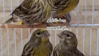 طائر البسبوس السمريس Serinus Serinus 