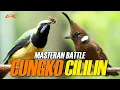 Download Lagu MASTERAN CILILIN VS CUCAK CUNGKO FULL GACOR | AUDIO HD