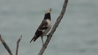                     دندنها