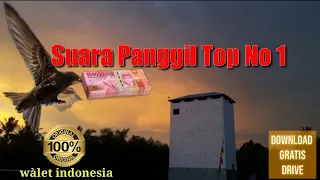 suara panggil walet top no 1 viral 2021