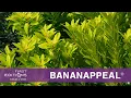 Fisrt Editions BananAppeal Small Anise Tree