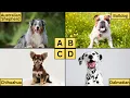 ABC Dogs Learn Alphabet from A to Z Dog Breeds for Kids