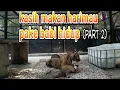 Download Lagu sadisss!!! memberi makan harimau pake babi hidup (part 2)