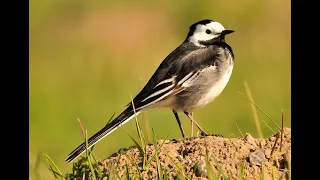 Pied Wagtail 1h Bird Sound 