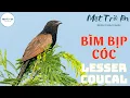 Download Lagu ✅Tiếng chim BÌM BỊP CÓC ✅Tiếng Bìm bịp nhỏ ✅Lesser Coucal (Centropus bengalensis) ✅นกกระปูดเล็ก