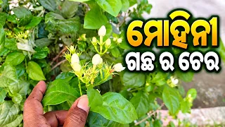 How to mohini vashikaran | ମଲ୍ଲୀ ମୋହିନୀ ଉପାୟ ଏବଂ ଗଛ | vashikaran mantra tecbigyan odia