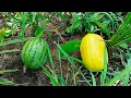 Download Lagu Lungmawi khua thlawhhma hrang hrang i fang kual ang u hmiang 🌽🥒🌾