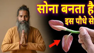 रावण ने बताया था इस पौधे की रस से बनता है सोना? Gold बनाने वाले पौधा