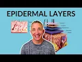 Epidermal Layers Explained Learn the 5 Layers of the Epidermis Their Basic Function