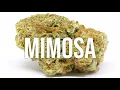 Mimosa strain review - simply DELICIOUS