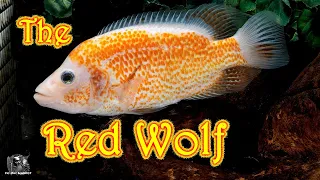 Download The Red form of the Costa Rican Red dovii cichlid Parachromis dovii MP3