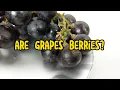 Are Grapes Really Berries The Surprising Botanical Truth