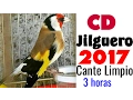 Canto del Jilguero CD Limpio | Chant chardonneret Mp3 Song Download