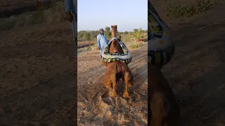 الجمل ينهض حاملا الحمولة الثقيلة على ظهره 