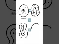 Drawing amitosis cell division Cell division drawing