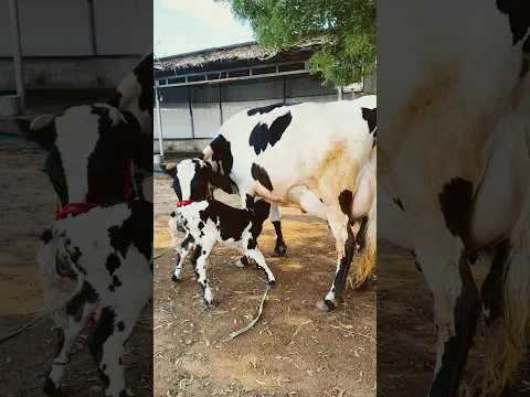 கன்று மாடு கறந்து பாத்துட்டு வாங்கலாம் #cow #cow_sales #மாடுவிற்பனை