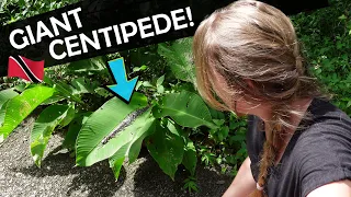 Trinidad has the World’s BIGGEST Centipede!