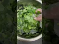 Download Lagu JANGAN ASAL MASAK DAUN KELOR