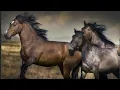 Download Lagu Unbridled - Music Video Rick Monroe and the Hitmen